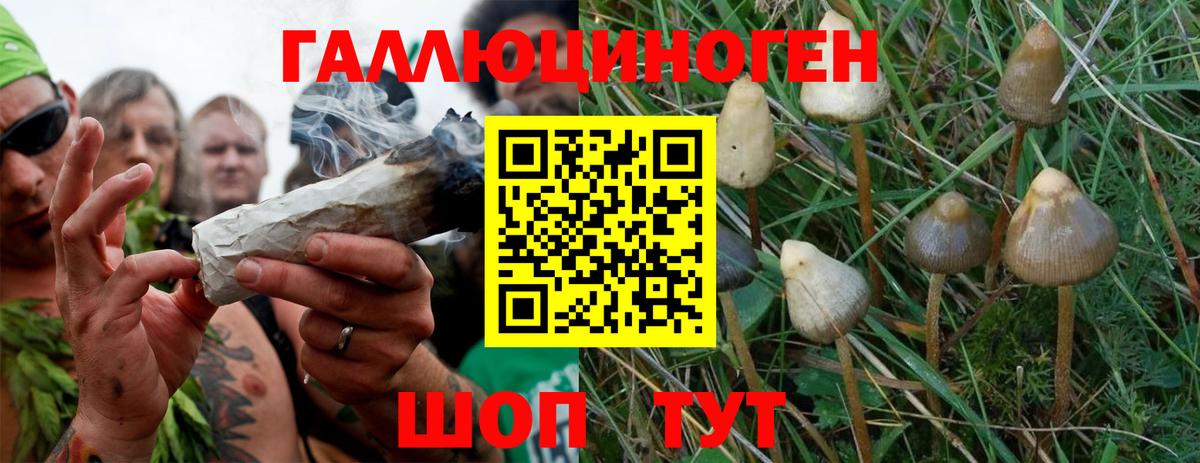 Псилоцибиновые грибы Psilocybine cubensis Минусинск